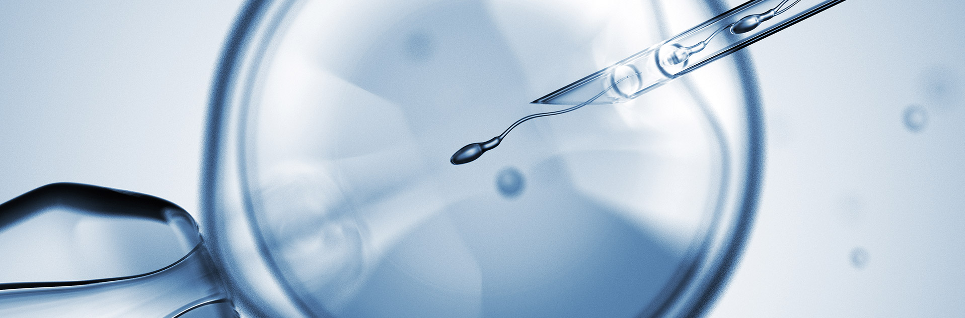 sperm injected into egg as seen through a microscope